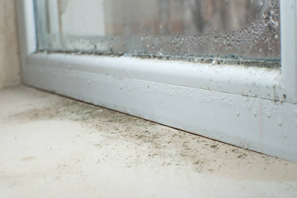 Best Commercial Mold Remediation in Jackson, MO